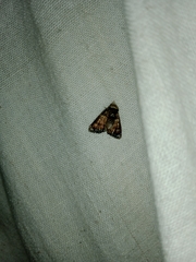 Chlumetia transversa