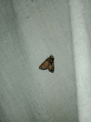 Chlumetia transversa