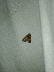 Chlumetia transversa