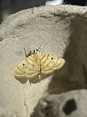 Notarcha tigrina