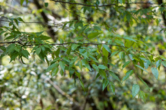 Carpinus kawakamii
