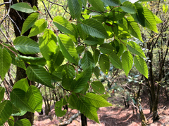 Carpinus kawakamii