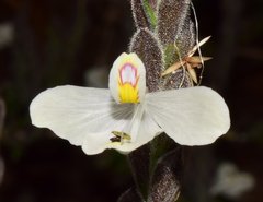 Henrya insularis