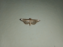 Pharambara splendida