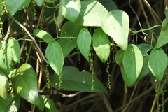 Cyclea hypoglauca