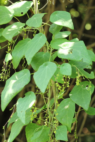 Cyclea hypoglauca, photograph 2