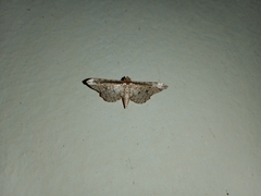 Pharambara splendida