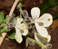 Henrya insularis