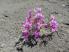 Clarkia concinna concinna
