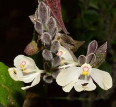 Henrya insularis