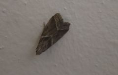 Nyctegretis triangulella