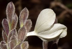 Henrya insularis