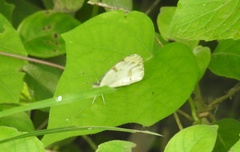 Colotis aurora