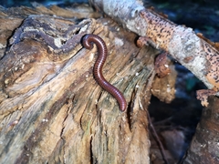 Pachyiulus hungaricus