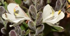 Henrya insularis