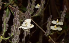 Henrya insularis