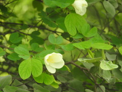 Bauhinia