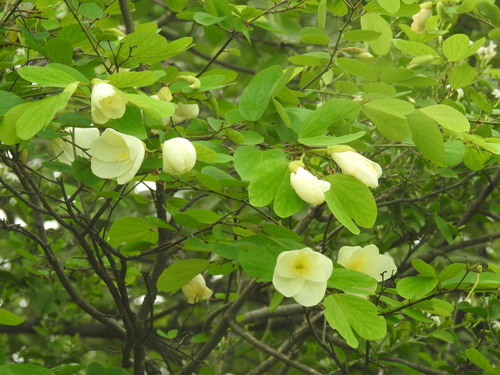 Image of Bauhinia tomentosa by (c) Raja bandi, some rights reserved (CC BY)