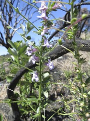 Sairocarpus vexillocalyculatus vexillocalyculatus