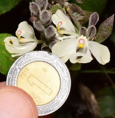Henrya insularis