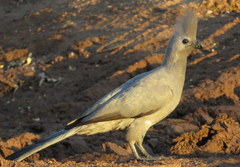 Corythaixoides concolor concolor