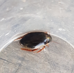 Dytiscus marginalis