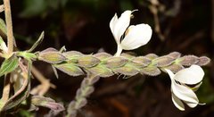Henrya insularis