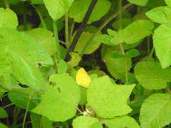 Eurema hecabe