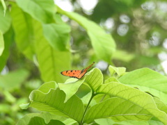 Acraea terpsicore
