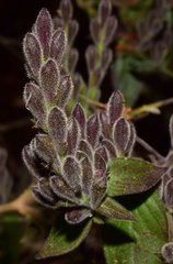Henrya insularis