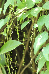 Cyclea hypoglauca