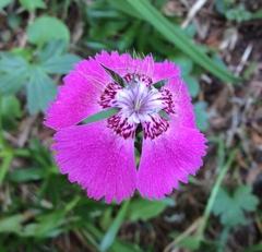 Dianthus alpinus