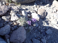 Lupinus lepidus lobbii