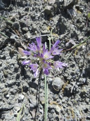 Allium fimbriatum purdyi