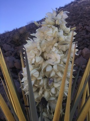 Yucca schottii