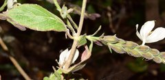 Henrya insularis