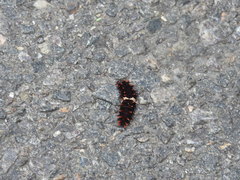 Pachliopta aristolochiae