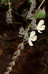 Henrya insularis
