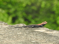 Psammophilus dorsalis