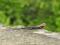 Psammophilus dorsalis