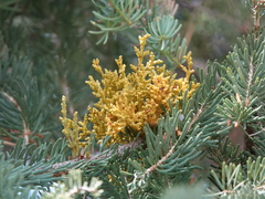 Arceuthobium abietinum