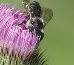 Megachile inermis