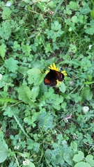 Erebia euryale