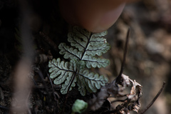 Aleuritopteris krameri