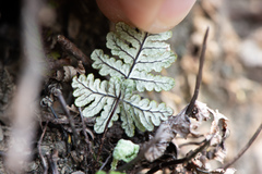 Aleuritopteris krameri