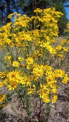 Jacobaea vulgaris