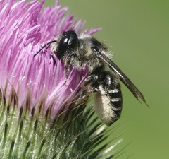 Megachile inermis
