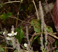 Henrya insularis