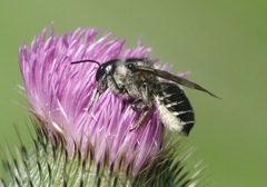 Megachile inermis