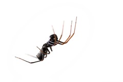 Neriene furtiva